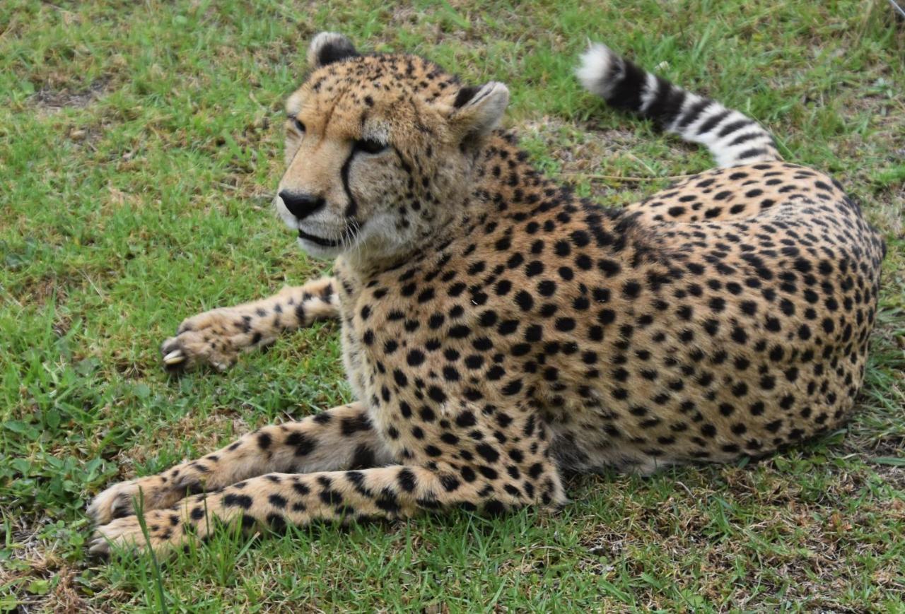 Tenikwa Wildlife Centre Plettenberg Bay Exteriér fotografie