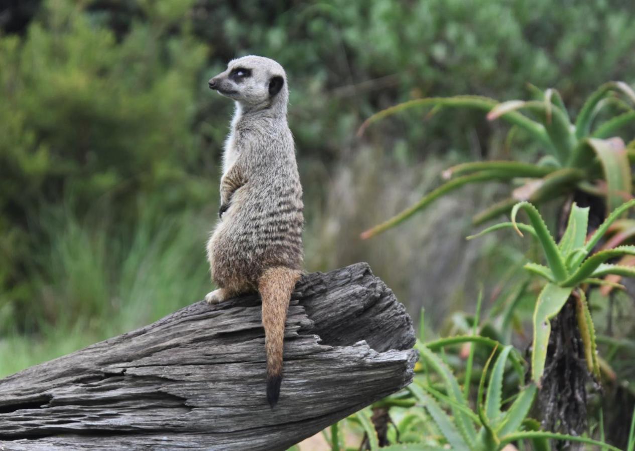 Tenikwa Wildlife Centre Plettenberg Bay Exteriér fotografie