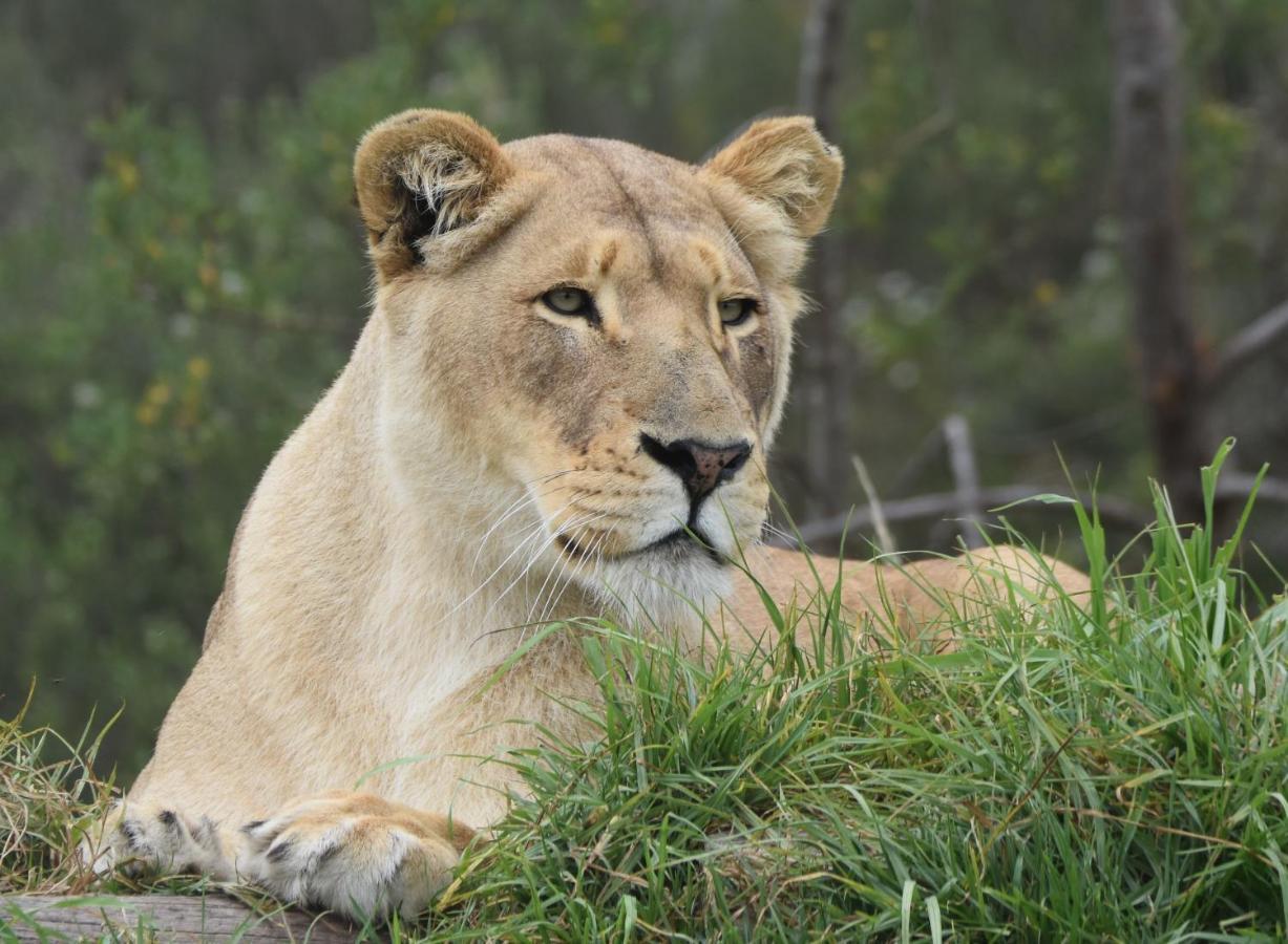 Tenikwa Wildlife Centre Plettenberg Bay Exteriér fotografie